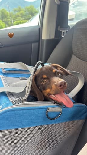 Totopo, the dog behind the app's name